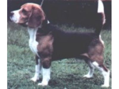  Beagle