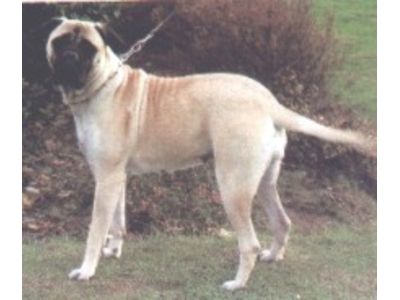  Bull Mastiff