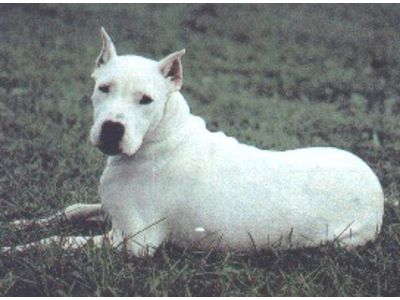 Dogo Argentino