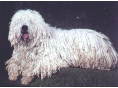 Komondor