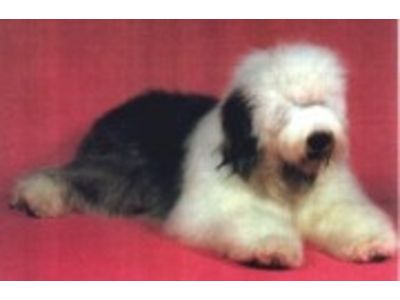 Old English Sheepdog