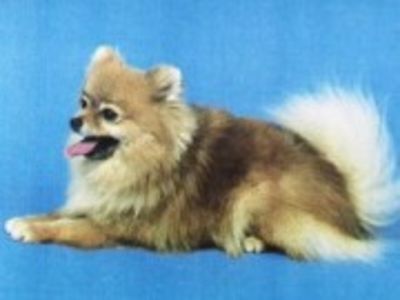 Pomerania