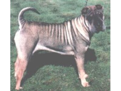 Shar-pei