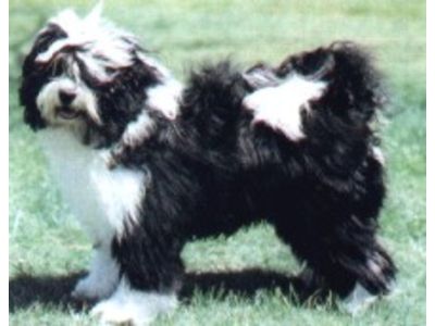 Tibetan Terrier