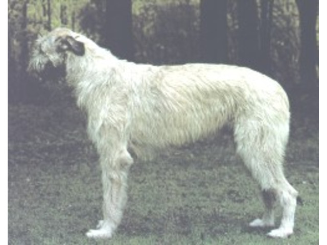 Raças: Irish Wolfhound